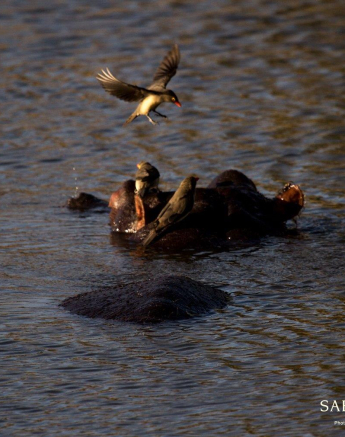 02Kevan Dobbie Hippo 2408 Final