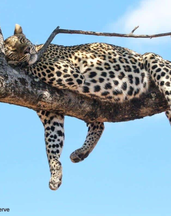 09andries Ndlovu Leopard Nstumi 161119 1 Final 09andries Ndlovu Leopard Nstumi 161119 1 Final