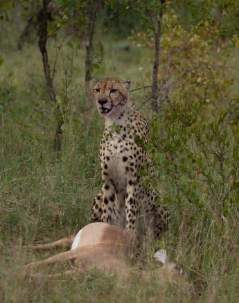 24Brett Heasman Cheetah 26042020 4 Final