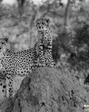 10andries Cheetah 140720 2 Final 10andries Cheetah 140720 2 Final