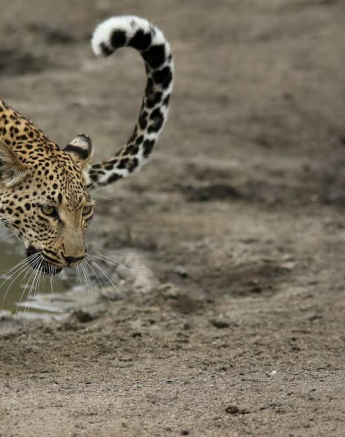 08Ally Ross 20201111 Blog Ntsumi Hyena 05 Final 08Ally Ross 20201111 Blog Ntsumi Hyena 05 Final