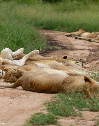 23Amy Leigh Lion Kumbula 1 060221 Final