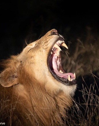 01Tyron Van Der Walt Lions 060521 1 Final