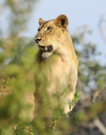 12andries Lion Spfemale 030521 2 Final 12andries Lion Spfemale 030521 2 Final