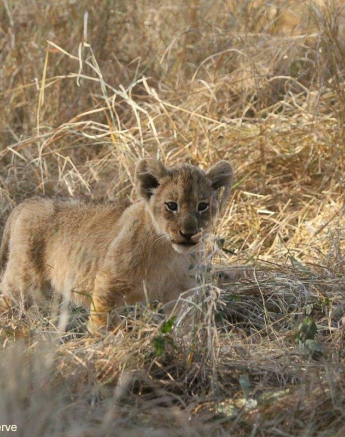 07Erin Herbst Styx Cubs 4 220521 Final