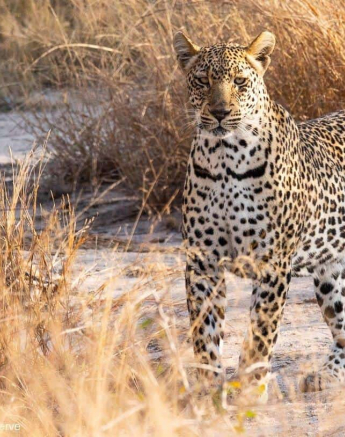 24andries Leopard.musutlufemale 130820 3 Final 24andries Leopard.musutlufemale 130820 3 Final