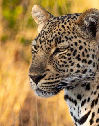 49andries Leopard.musutlu 310720 6 Final 49andries Leopard.musutlu 310720 6 Final