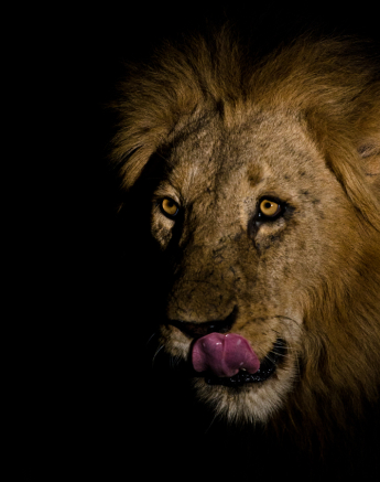 Sabi Sabi Photography 18 Sabi Sabi Photography 18