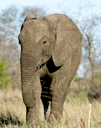 Sabi Sabi Photography Sabi Sabi Photography
