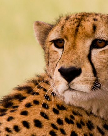 Cheetah Close Up