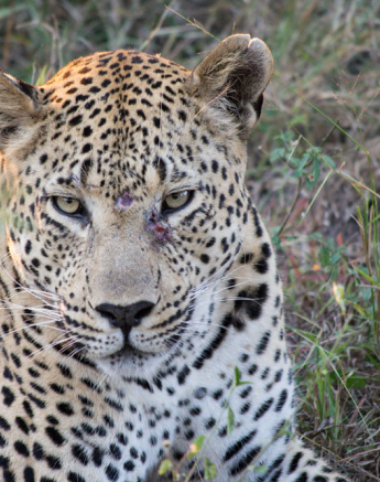 Maxabeni Scar Maxabeni Scar