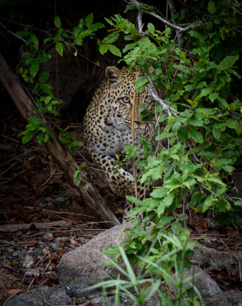 Mike Palmer LBC Shadows