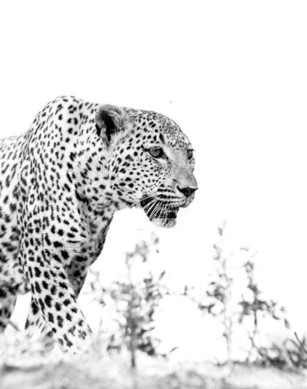 12Pravir Patel Leopard 011215 12Pravir Patel Leopard 011215