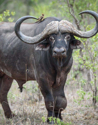 03Mike Palmer Buff Bulls 020116 2