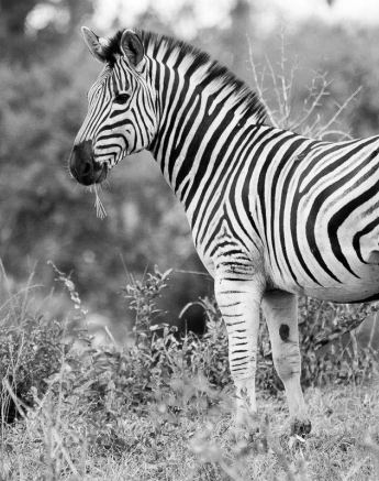 16Sheldon Hooper Plains Zebra 16Sheldon Hooper Plains Zebra
