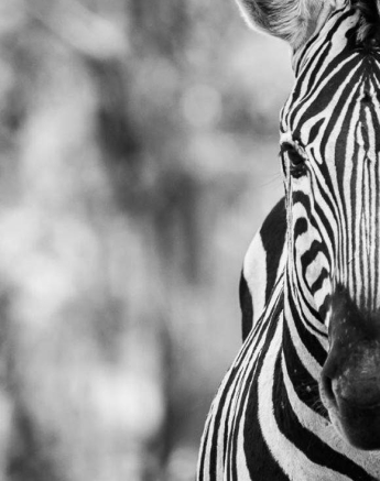 04Sheldon Hooper Zebra 04Sheldon Hooper Zebra