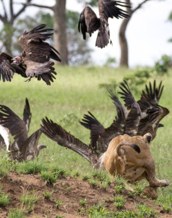 7 Franscois Rosslee Lionsbuff3 2 7 Franscois Rosslee Lionsbuff3 2