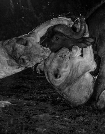 07Kyle 7 March Lion Kill 2 Final 07Kyle 7 March Lion Kill 2 Final