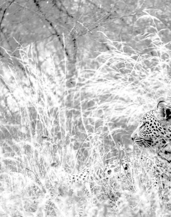 10Sheldon Hooper LBC Cub 13 05 17 3 Final