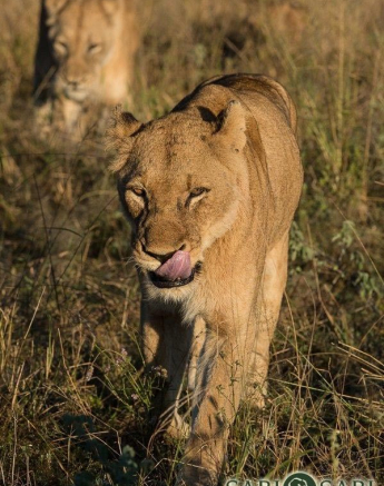 31Terry Ennever SP16517 1 Final