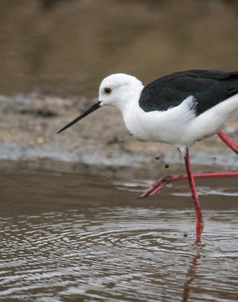 20Franscois Rosslee Blackwingedstilt Final 20Franscois Rosslee Blackwingedstilt Final