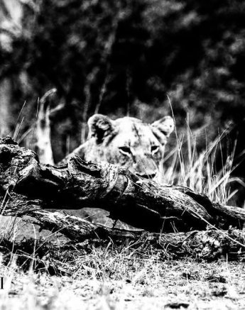 17Greg Heasman Kumbula Final