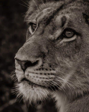 36Kevan Dobbie SP 170618 Final 1