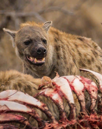 23Kevan Dobbie Hyena 231018 3 Final