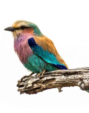 07Kevan Dobbie LB Roller 080918 Final 07Kevan Dobbie LB Roller 080918 Final