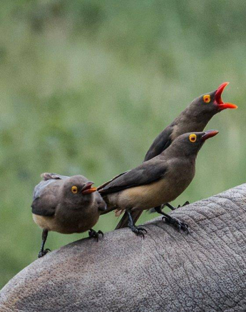 36Kerry Lee Roberg Oxpeckers Final