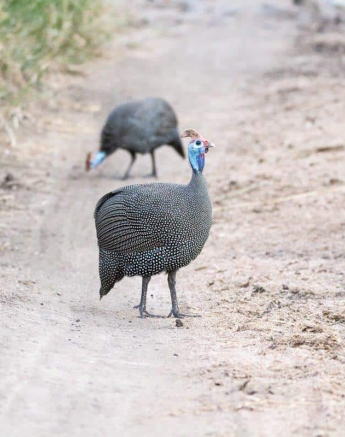 05Frederik Aucamp Helmeted Guineafowl 16 05 2019 4 Final