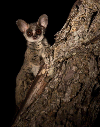 09Kyle Relaxed Bush Baby 15 Dec 2 Final 09Kyle Relaxed Bush Baby 15 Dec 2 Final