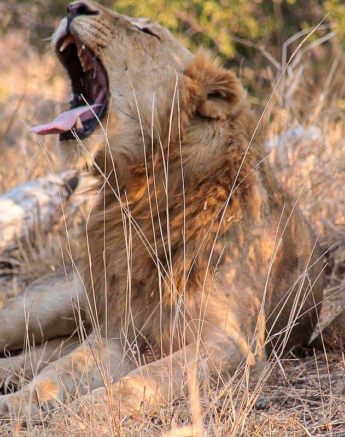 24Andries Ndlovu Lions 29082019 Final