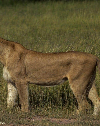 03Ronald Mutero Sp Females 08022020 4 Final