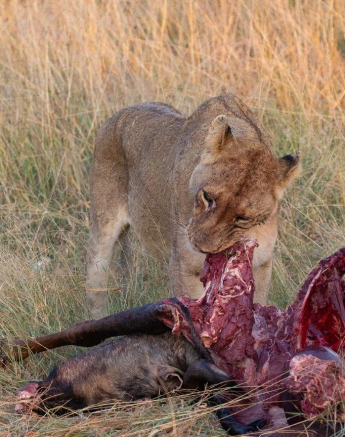 37Greg Heasman Mangheni 26032020 1 Final 37Greg Heasman Mangheni 26032020 1 Final