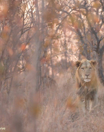 36Graeme Stewart Lion 070720 3 Final