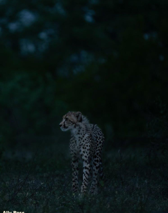 10Ally Ross 20201120 Cheetah 06 Final 10Ally Ross 20201120 Cheetah 06 Final