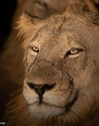 02Tyron Van Der Walt Lions 060521 3 Final