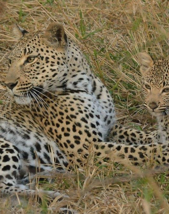 B07Jaco Faber Kigelia 2 290821 Final B07Jaco Faber Kigelia 2 290821 Final