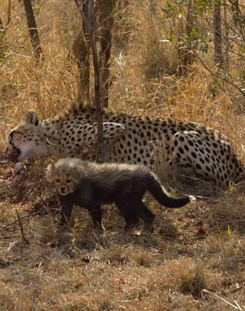 A44Jaco Faber Cheetha Young Cubs On Impala Kill 20190918 5 062 Final A44Jaco Faber Cheetha Young Cubs On Impala Kill 20190918 5 062 Final
