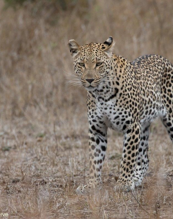 A24Marco Vietti Ntsumi 051021 Final