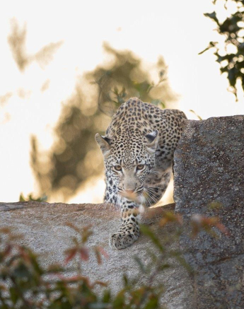 A31Graeme Stewart Jacana 180622 2  Final A31Graeme Stewart Jacana 180622 2  Final