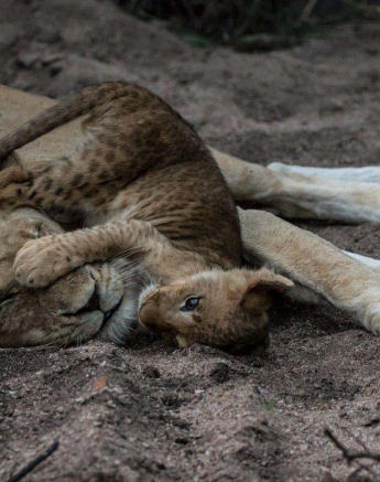 11Mike L Sp Cub Play 2