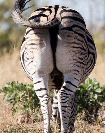 08Sheldon Hooper Zebra 4 08Sheldon Hooper Zebra 4