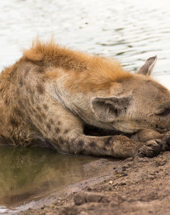 19Franscois Rosslee Hyena1 Final 19Franscois Rosslee Hyena1 Final