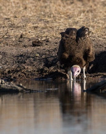 37Franscois Rosslee Vulture1 220817 1 Of 1 Final