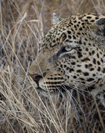 33Franscois Rosslee Kashane 06092017 Final