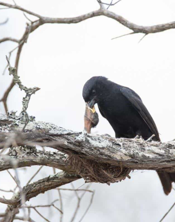 35Kevin Van Der Linde Fork Tailed Drongo 19112018 Final