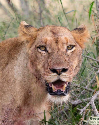 42Greg Heasmna Sp 25032020 3 Final 42Greg Heasmna Sp 25032020 3 Final