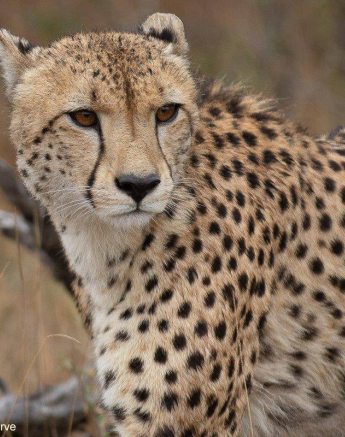 13Tyron Van Der Walt Male Cheetah 170620 3 Final 13Tyron Van Der Walt Male Cheetah 170620 3 Final